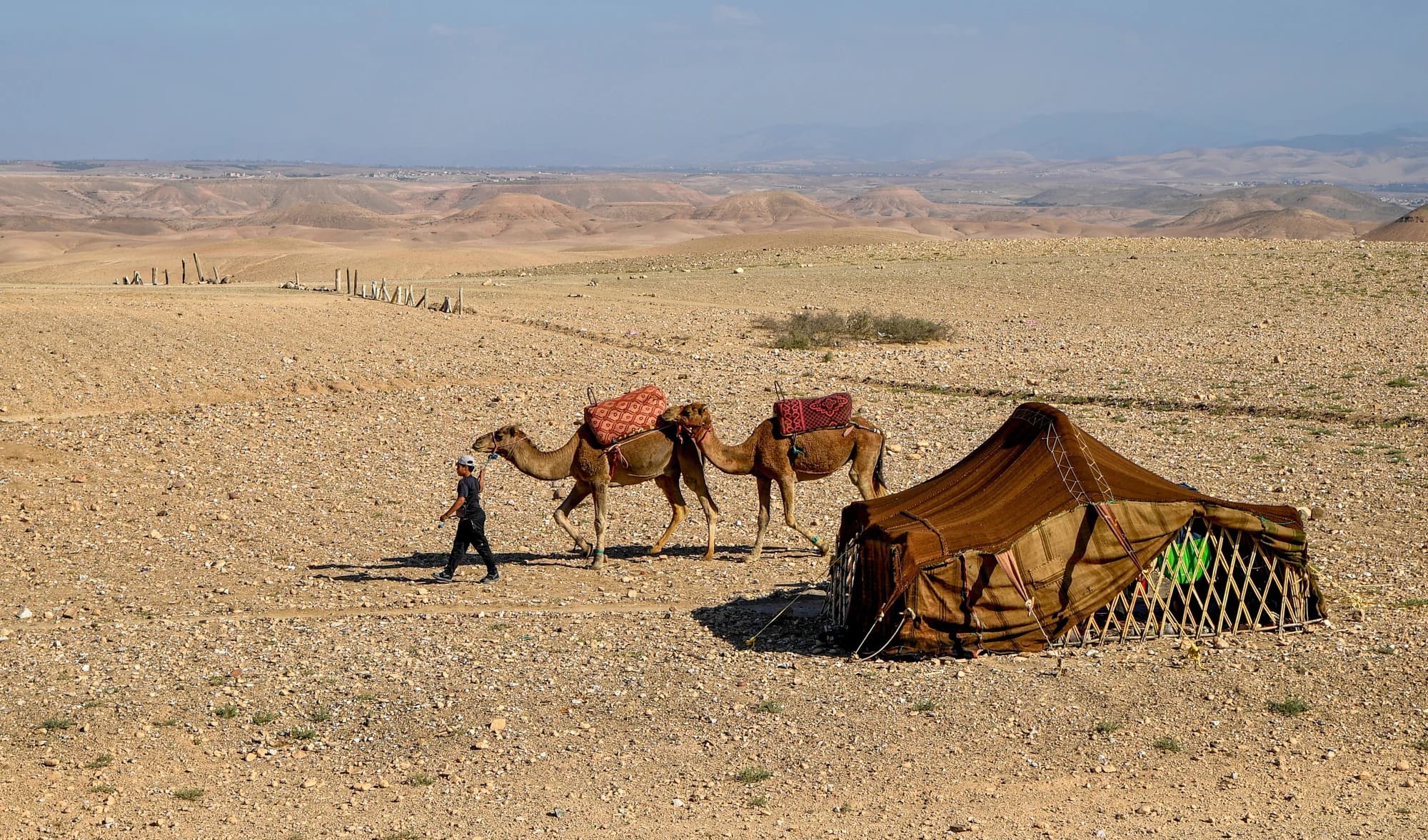 Balade à Dos de Dromadaire dans le Désert d'Agafay